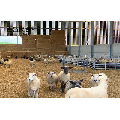 Struttura in acciaio galvanizzata a caldo Capannone per animali con colori personalizzati e standard ASTM