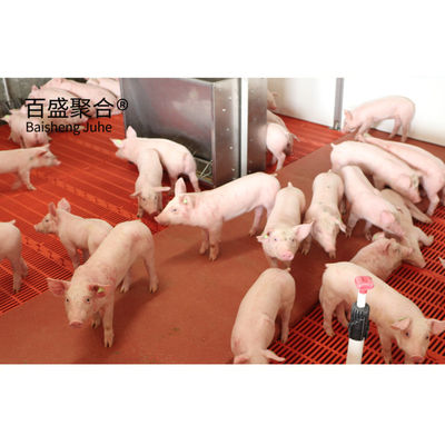 Struttura in acciaio a cassa di farrowing per la casa di maiali moderna