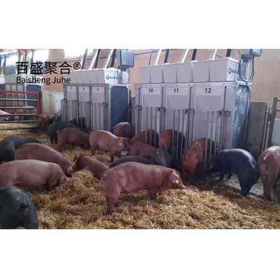 Struttura in acciaio a lungo raggio capanno per maiali per la costruzione di case di maiali agricoli