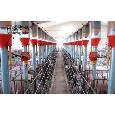 ISO9001 2008/CE/BV Certified Pig Farming Business Plan per gabbie e penne personalizzate