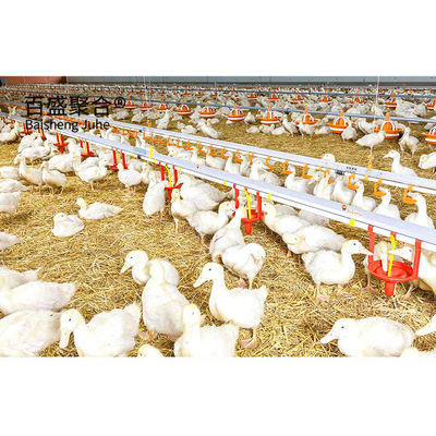 Tolleranza elevata gabbia di pollo a uno strato per 1000-10000 galline ovaiole nell'allevamento dell'acciaio