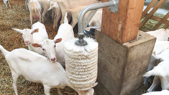 Casella di pollame a lato aperto tipo capanna, maiale, cavallo e allevamento di bovini