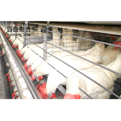 Agricoltura siderurgica allevamenti prefabbricati di pollame costruzione con gabbie per polli e capanne metalliche