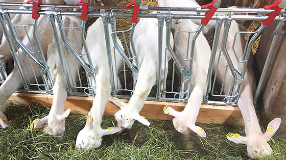 Produttori di acciaio Struttura in acciaio Casa di pollo per polli Disegno per stalla di cavalli
