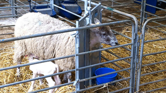 Produttori di acciaio Struttura in acciaio Casa di pollo per polli Disegno per stalla di cavalli